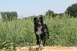BORDER COLLIE 208